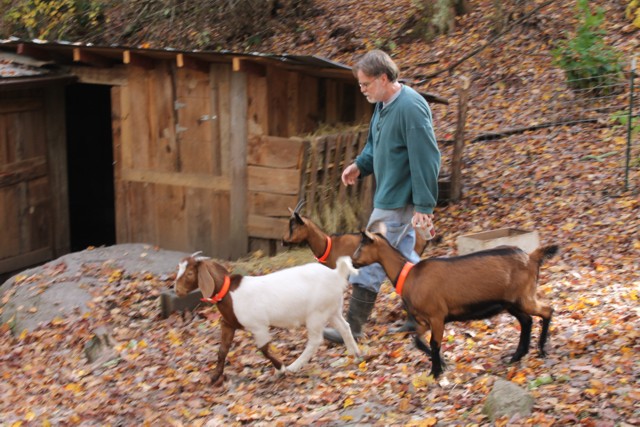 Bill with the goats