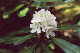 Small Rhododendron