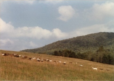 Goats at Cove