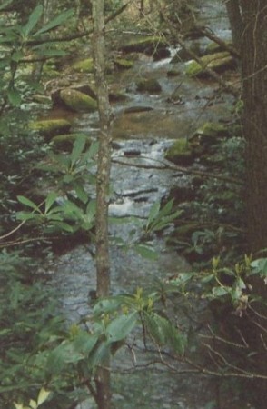 laurelcreek4