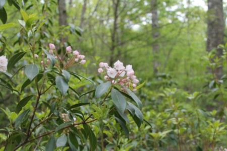 laurels