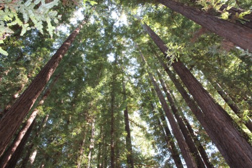 Redwoods