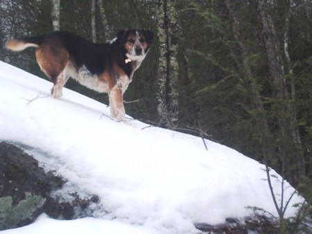 Rosy on Big Rock