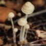 Small Mushroom