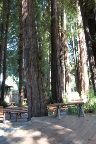 trees